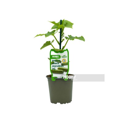Pepino snack mycubies, Cucumis sativus.