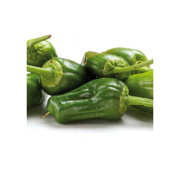 Pimiento padrón, Capsicum annuum.