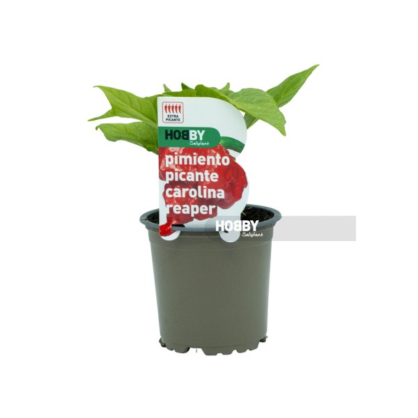 Pimiento picante carolina reaper, Capsicum annuum.