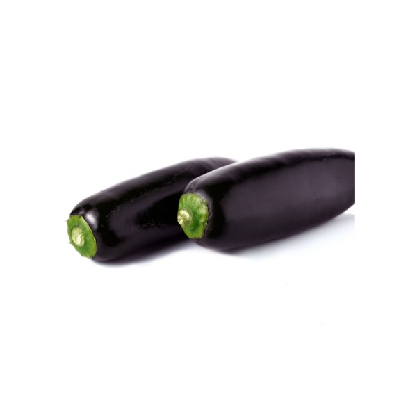 Pimiento picante negro, Capsicum annuum.