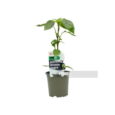 Pimiento picante negro, Capsicum annuum. 2