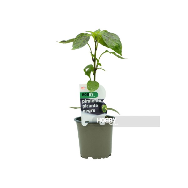 Pimiento picante negro, Capsicum annuum.