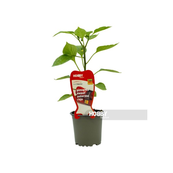 Pimiento sweet palermo rojo, Capsicum annuum.