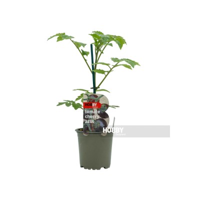 Tomate cherry azul, Solanum lycopersicum