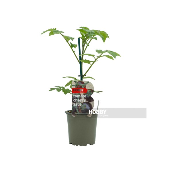 Tomate cherry azul, Solanum lycopersicum