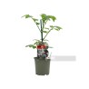Tomate cherry azul, Solanum lycopersicum