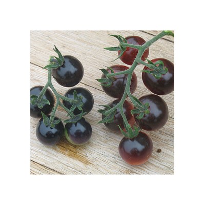 Tomate cherry azul, Solanum lycopersicum 2