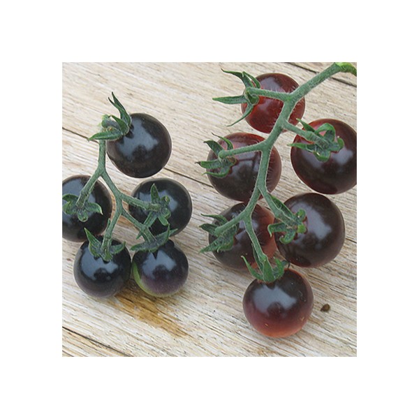 Tomate cherry azul, Solanum lycopersicum