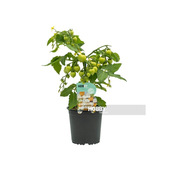 Tomate cherry corazón naranja hobby fresh, Solanum lycopersicum.