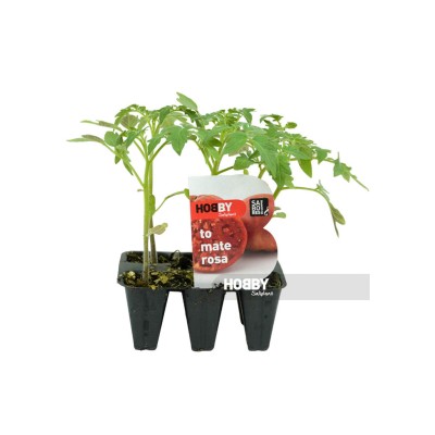 Tomate rosa, Solanum lycopersicum.