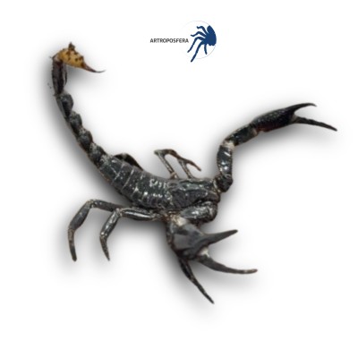 Heterometrus spinifer 2