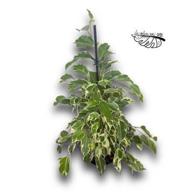 Ficus benjamina ‘Twilight’ 2