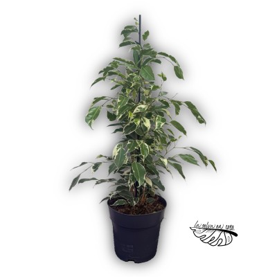 Ficus benjamina ‘Twilight’