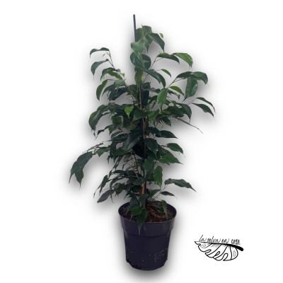Ficus benjamina ‘Danita’