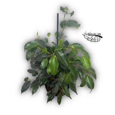 Ficus benjamina ‘Danita’ 2