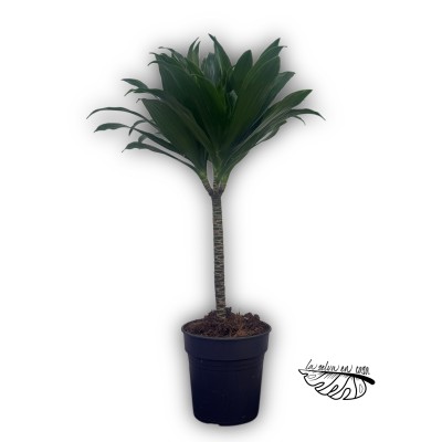 Dracaena fragrans ‘Compacta’