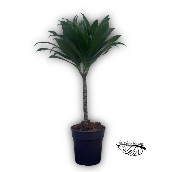 Dracaena fragrans ‘Compacta’