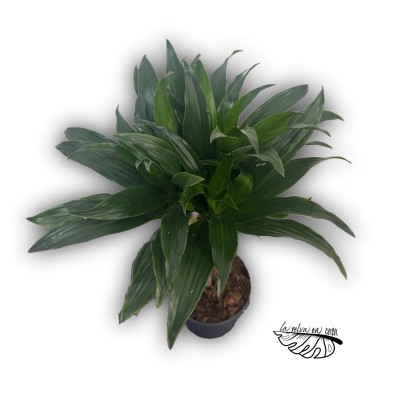Dracaena fragrans ‘Compacta’ 2