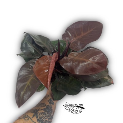 Philodendron Cherry Red 2