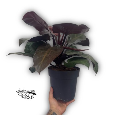 Philodendron Cherry Red