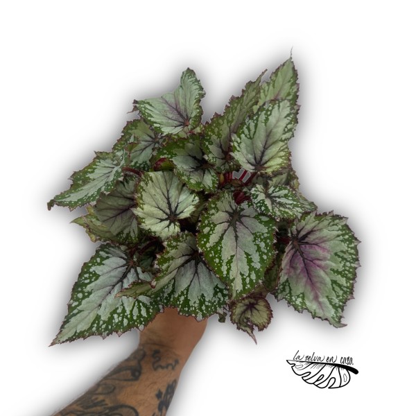 Begonia leaf Asian Tundra