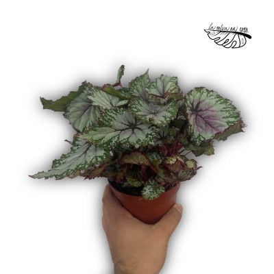 Begonia leaf Asian Tundra 2