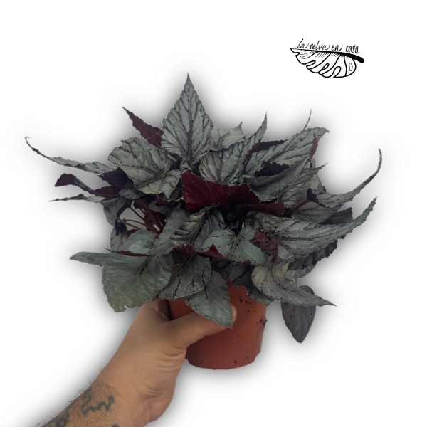 Begonia Beleaf Alaska Creek XLARGE
