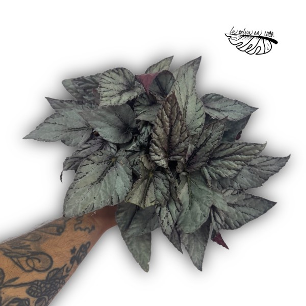 Begonia Beleaf Alaska Creek XLARGE