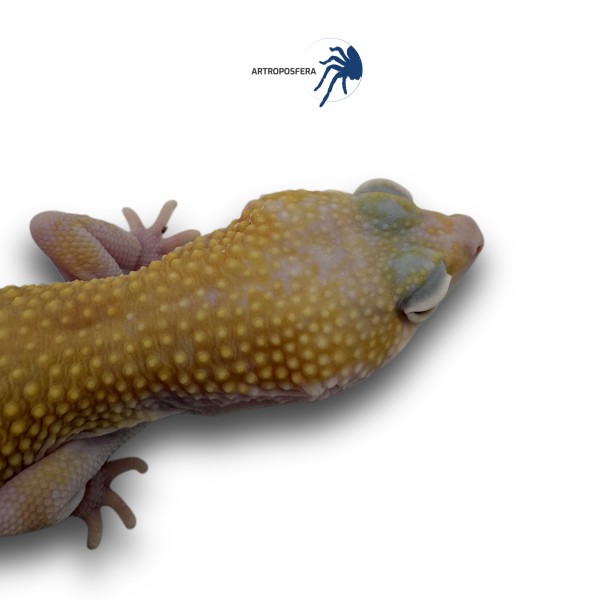 Eublepharis macularius