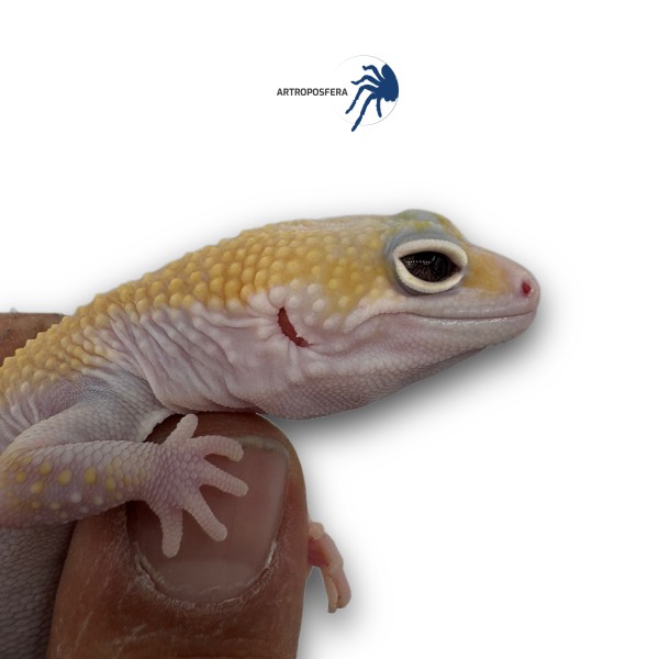 Eublepharis macularius