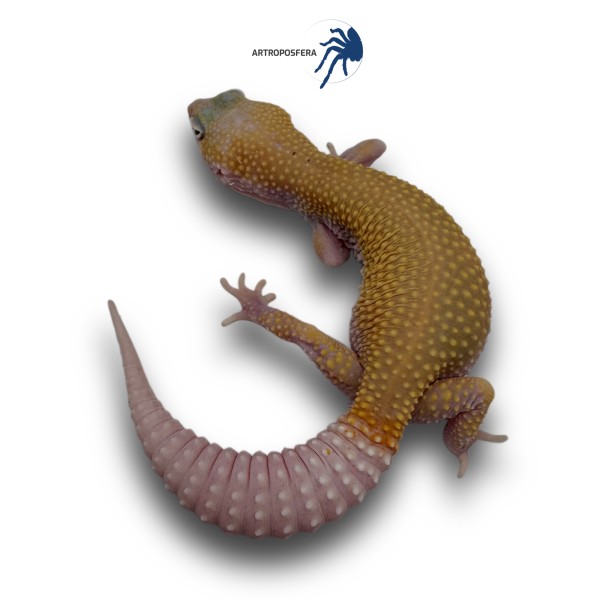 Eublepharis macularius
