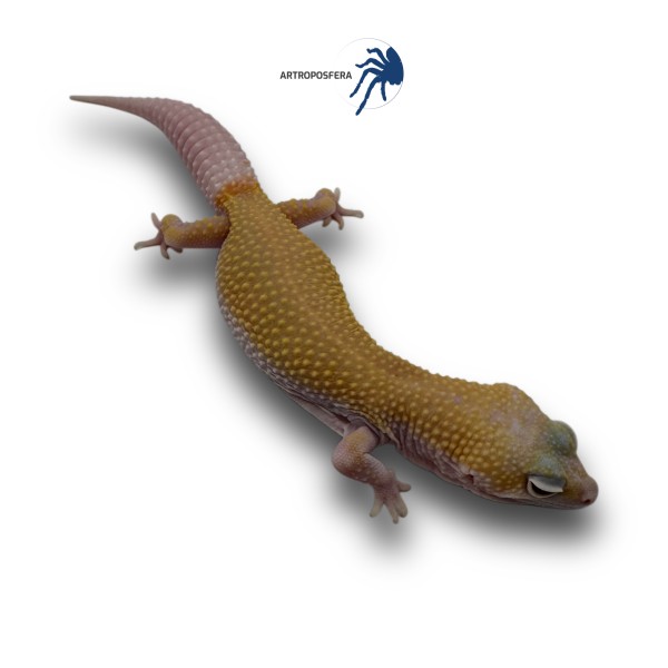 Eublepharis macularius