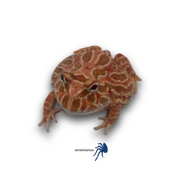 Ceratophrys cranwelli