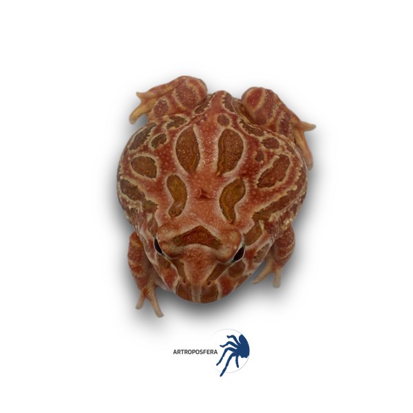 Ceratophrys cranwelli