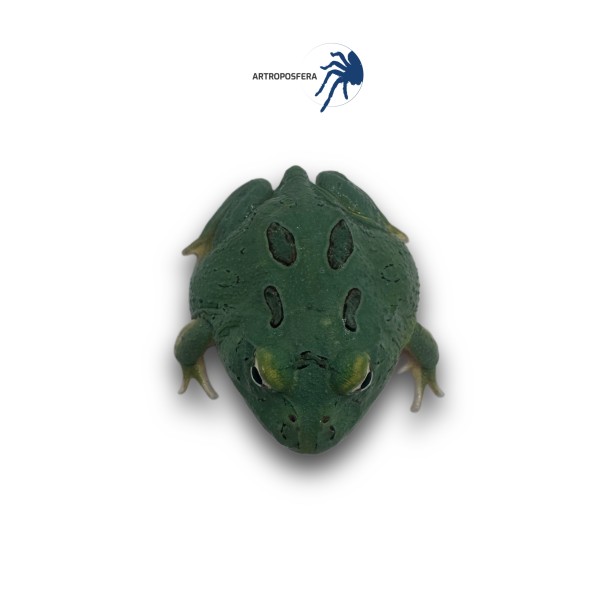 Ceratophrys cranwelli