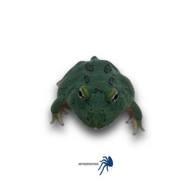 Ceratophrys cranwelli
