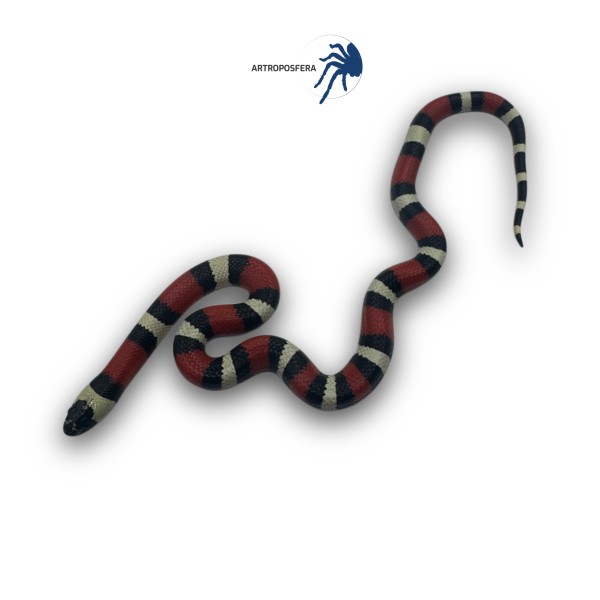 Lampropeltis triangulum hondurensis