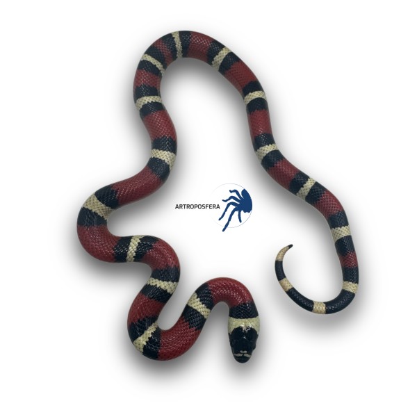 Lampropeltis triangulum hondurensis