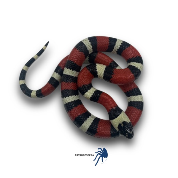 Lampropeltis triangulum hondurensis