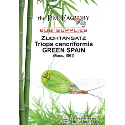 Triops cancriformis GREEN SPAIN