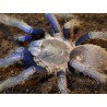 Chilobrachys sp cambodia blue