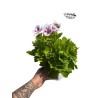 Pelargonium citrosum (Geranio Citrodorum)