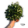 Espina de Cristo (Euphorbia milii)
