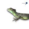 Basiliscus plumifrons