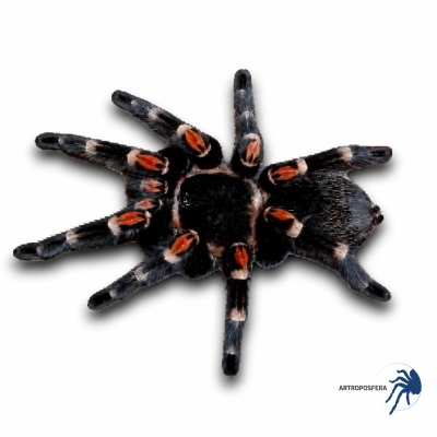 Brachypelma auratum