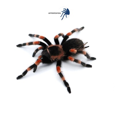 Brachypelma hamorii 2