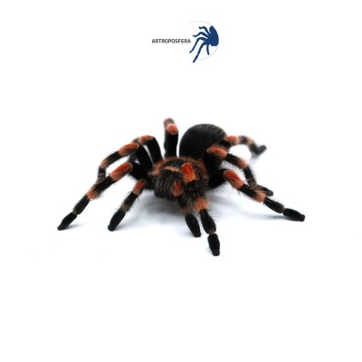 Brachypelma hamorii