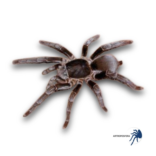 Hysterocrates gigas | Tarántula Africana