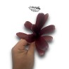 Neoregelia Chiquita Linda x fireball