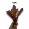 Neoregelia Ghost World